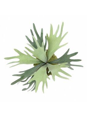 Artificial Staghorn Fern Faux Fern Wall Decor Mounted Fern Tropical Greenery